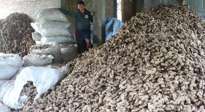 अदुवा निकासीमा भारतीय अवरोध कायमै, दीर्घकालिन समाधान खोज्न सरकारलाई व्यवसायीको आग्रह