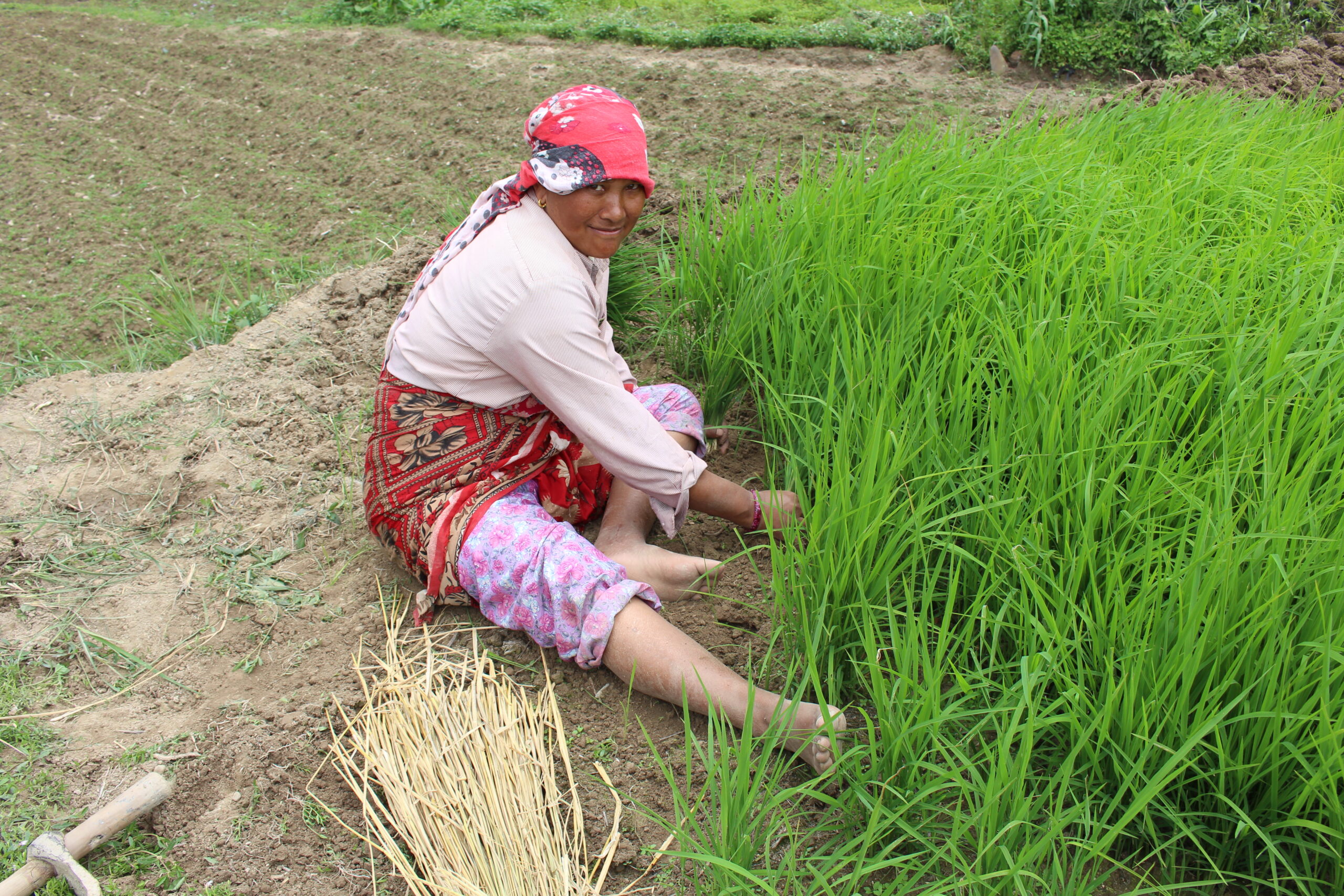 गत बर्ष भन्दा धानको उत्पादन १० प्रतिशत वृद्धि