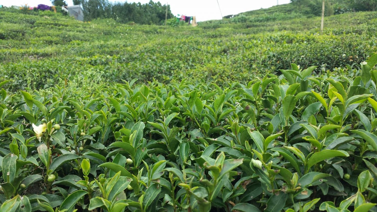 लकडाउनका कारण ७० लाख केजी हरियो चियापत्ती नोक्सान