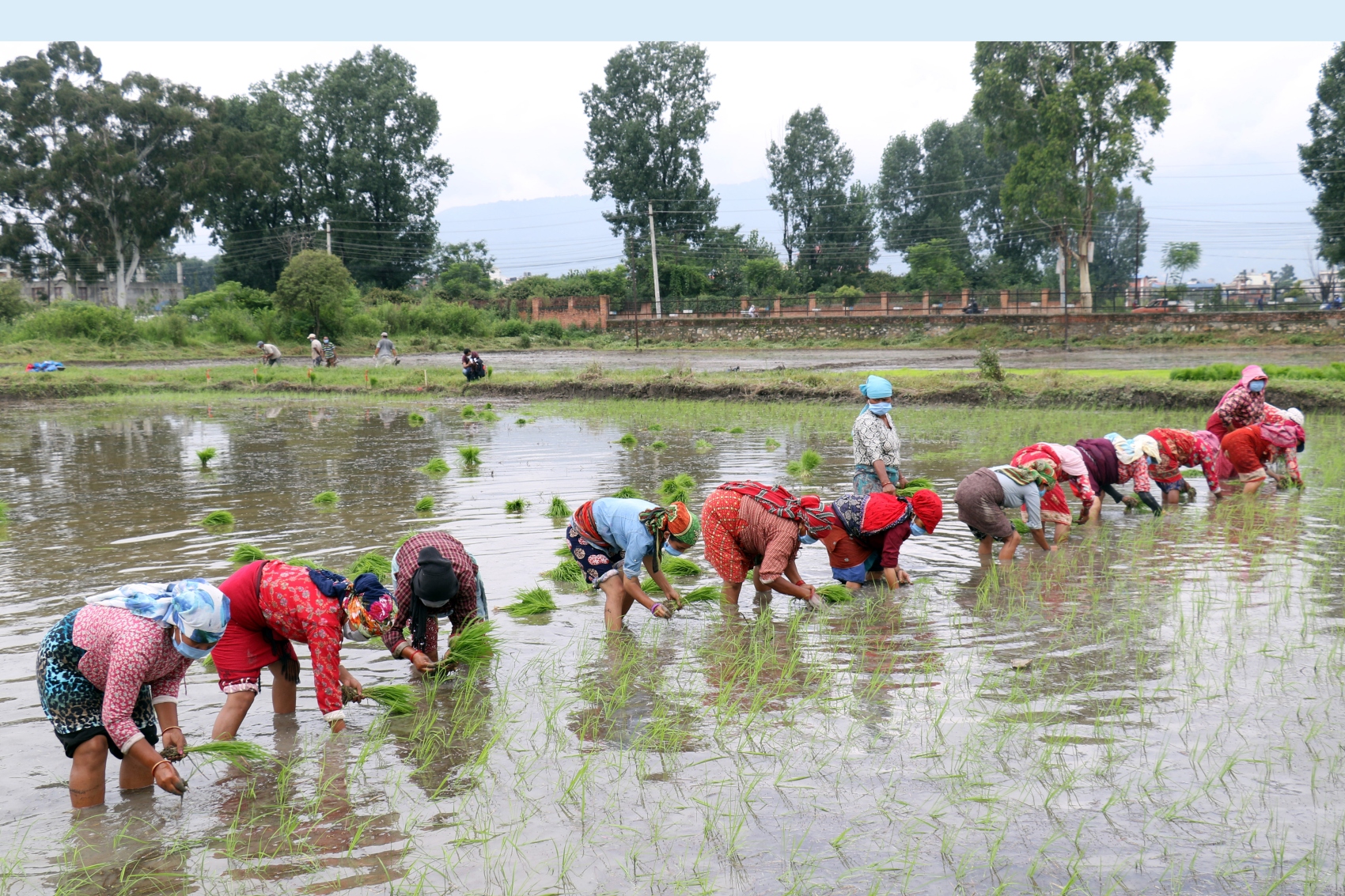 मल अभावकै बीच देशभर ६० प्रतिशत रोपाइँ सम्पन्न