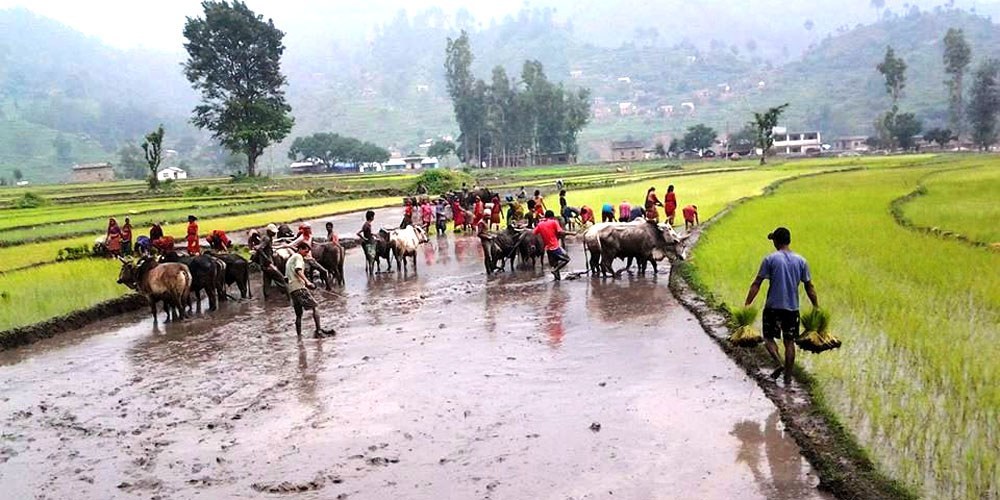 मुलुकभर ७७ प्रतिशत मात्र धान रोपाइँ सम्पन्न