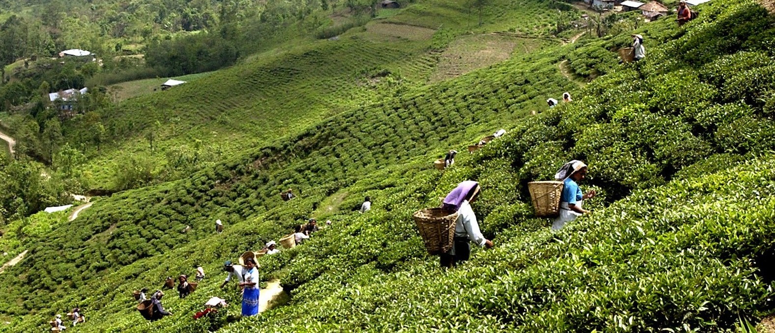 नेपाली चियापत्ती बजार : उत्पादन घट्यो, मूल्य वर्षकै उच्च