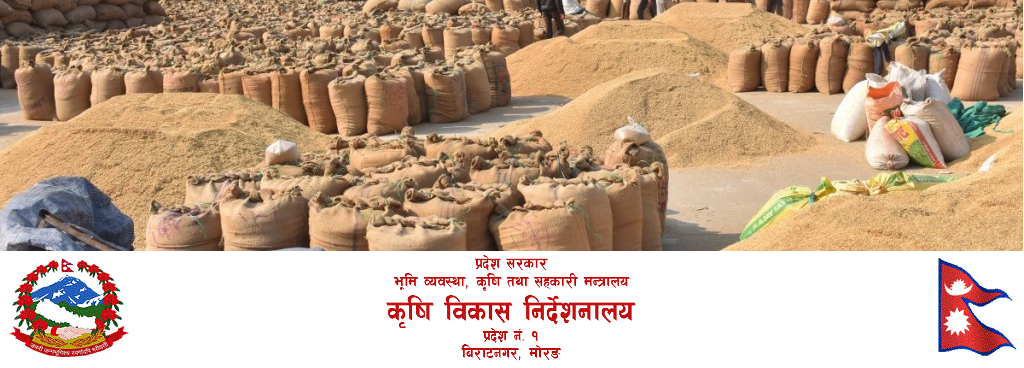 प्रदेश १ मा यस वर्ष धान उत्पादन बढ्यो