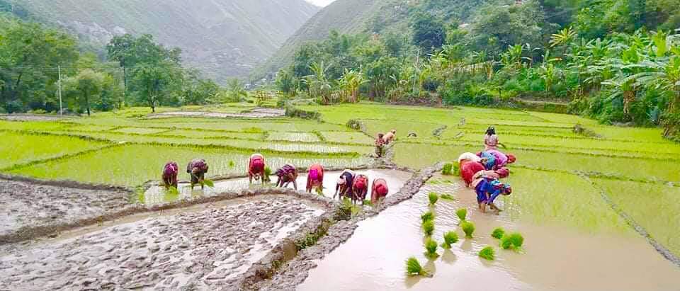 देशभरि ६० प्रतिशत धान रोपाइँ