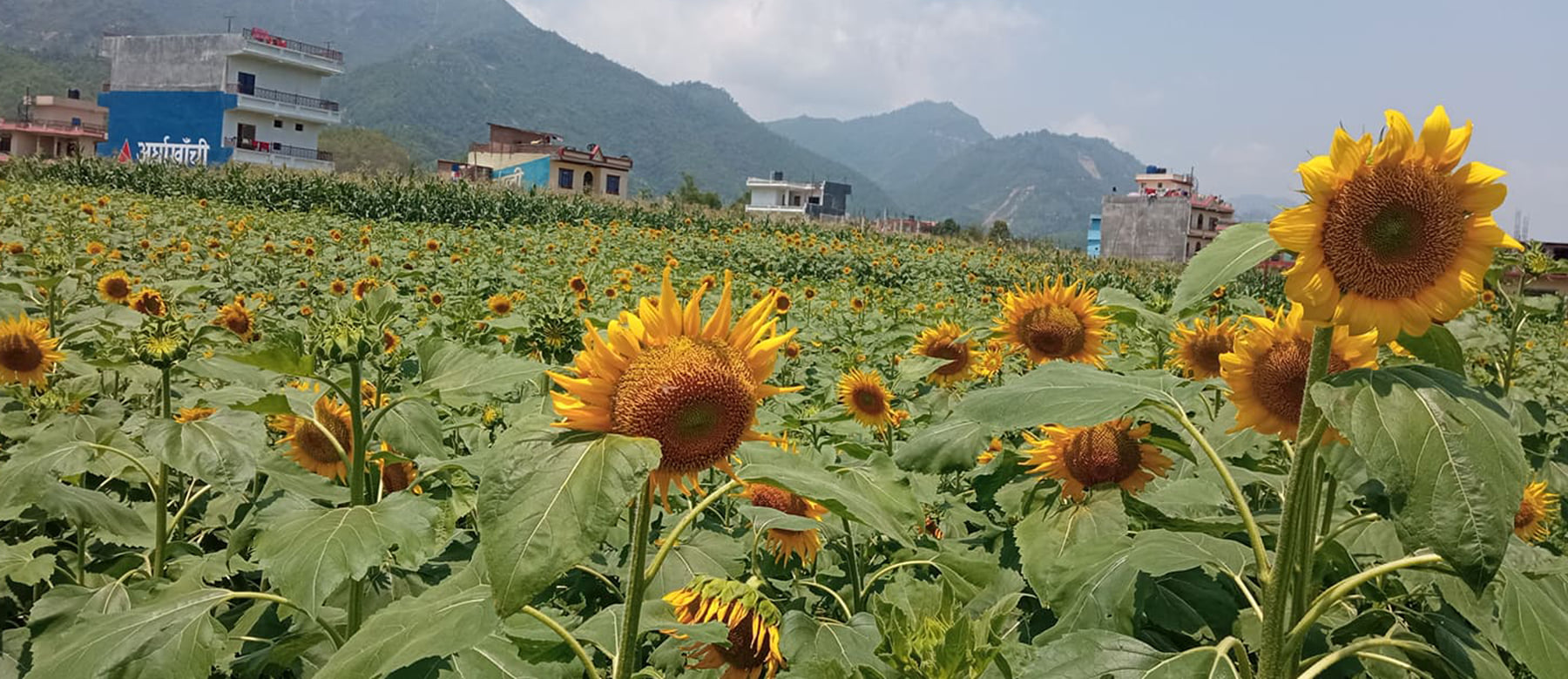 व्यावसायिक सूर्यमुखी खेतीतर्फ आकर्षण बढ्दै