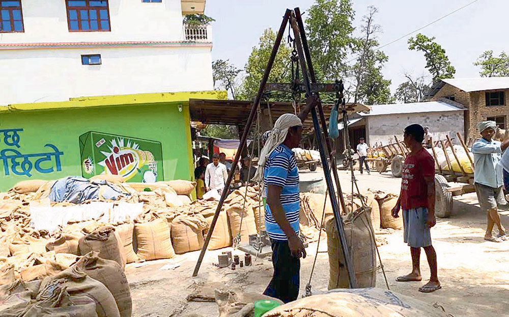 खाद्यले उचित मूल्य नदिएपछि गाउँमै गहुँ बिक्री गर्दै  किसान