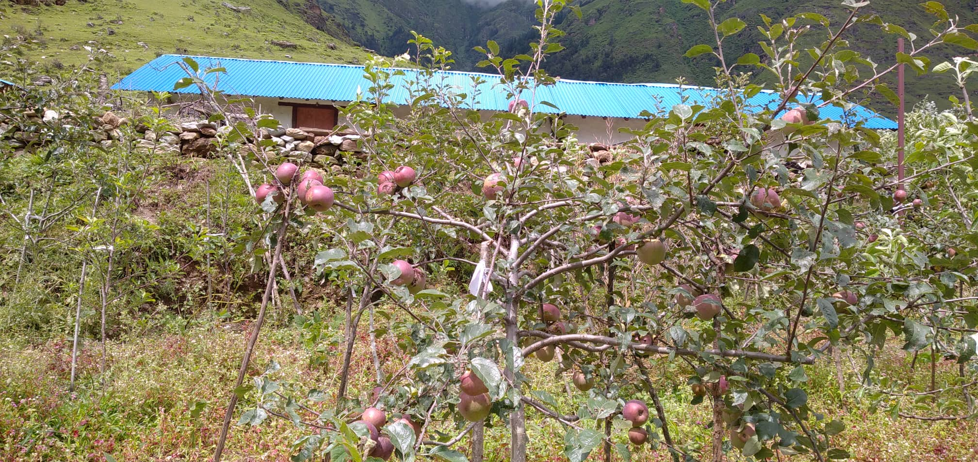 ढोरपाटन क्षेत्रमा स्याउ उत्पादनमा  कमी