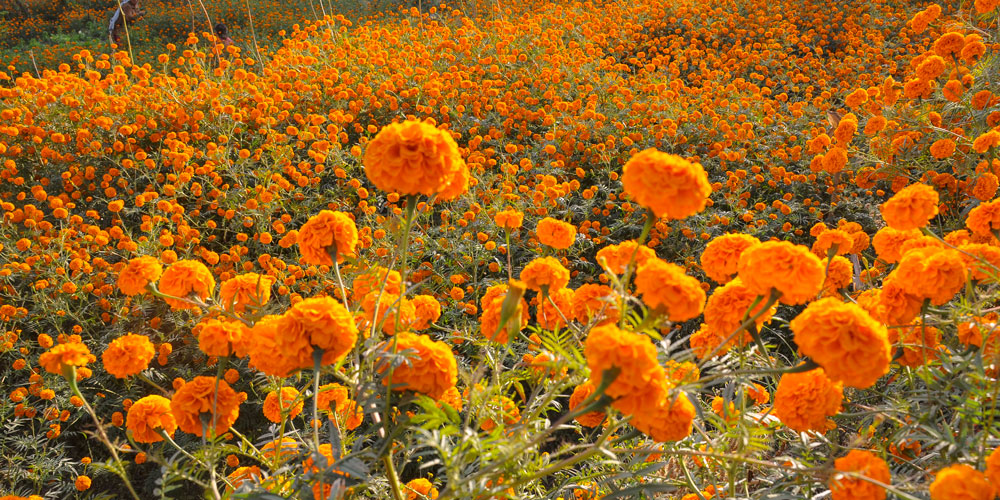 तिहार र छठमा पनि नबिकेपछि खेतमै कुहिन थाल्याे २५ क्विन्टल सयपत्री