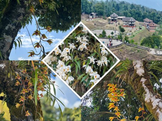 मनै लोभ्याउने तेह्रथुमको चोलुङ पार्क(फोटो फिचर)