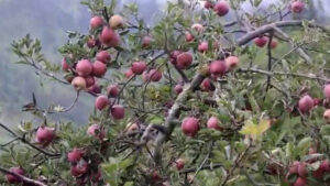 स्याउमा रोग लाग्दा किसान चिन्तित