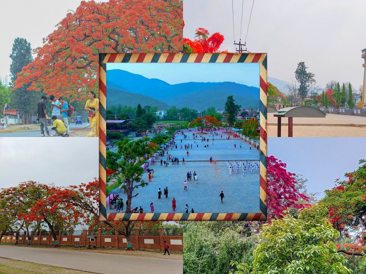 शान्त वीरेन्द्रनगर, ढकमक्क गुल्मोहर [तस्बिरहरु]