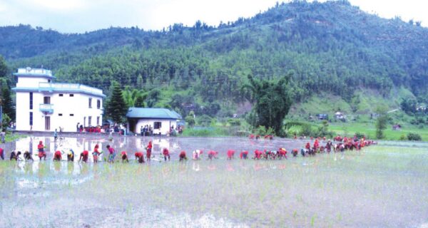 धान रोपाइँमा सुस्तता, गत वर्षभन्दा १२ प्रतिशतले कम, उत्पादनमा जोखिम