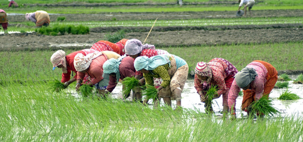 धान रोपाइँमा सुस्तता, मधेशमा सबैभन्दा कम प्रगति