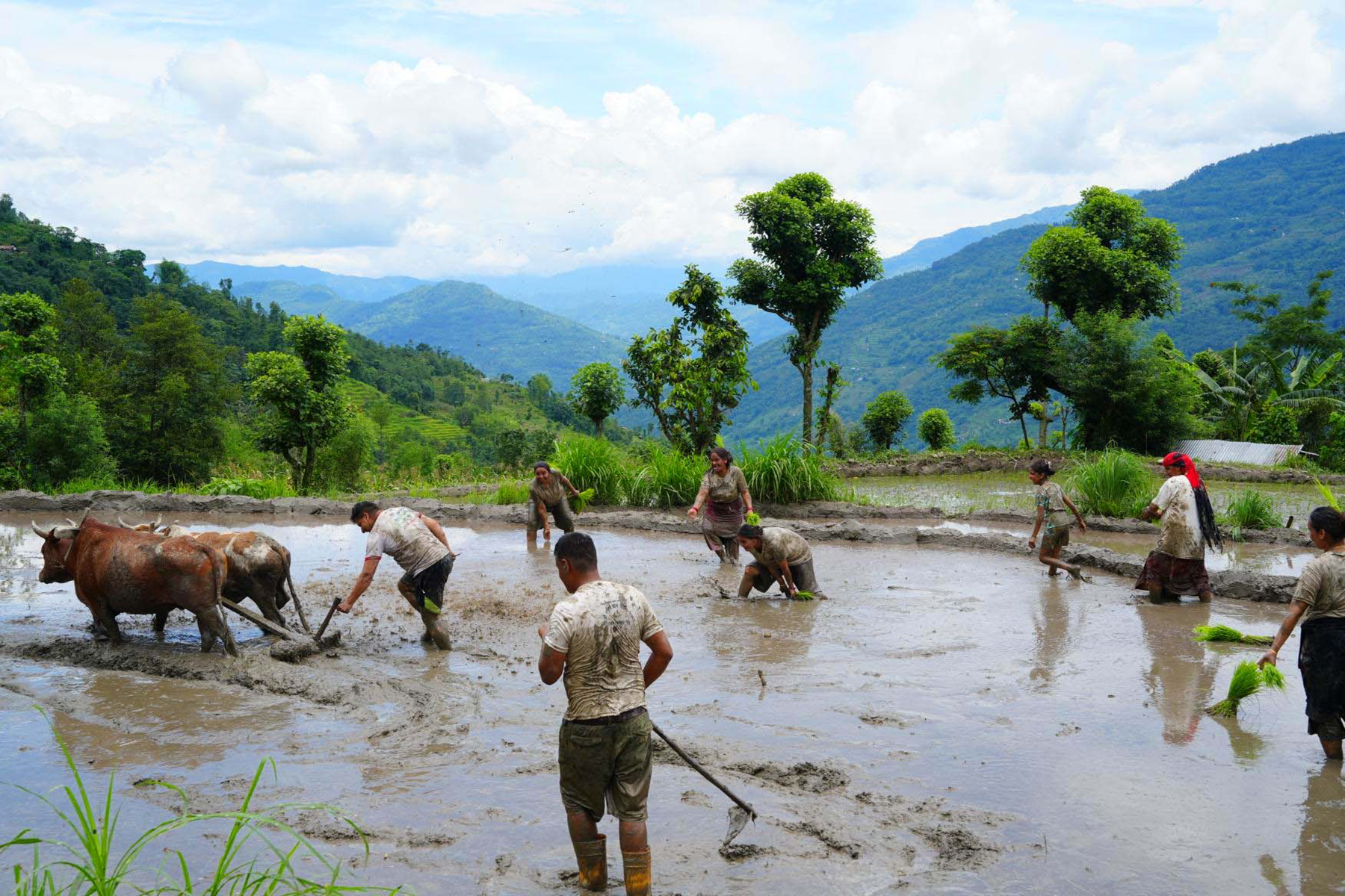 देशभर ९१ प्रतिशत धान रोपाइँ, सबैभन्दा कम मधेस प्रदेशमा