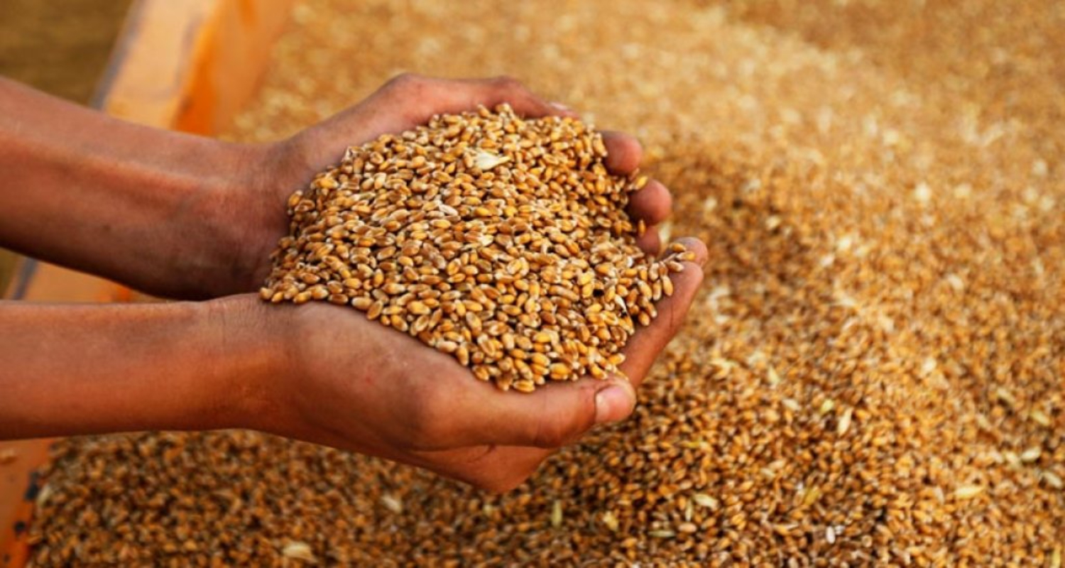सरकारले भारतबाट ४० हजार टन गहुँ आयात प्रक्रिया सुरु
