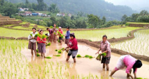 “धान रोपाइँ ९५ प्रतिशत पूरा : मधेसमा सुख्खाले बढी असर”