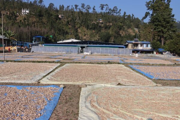 कर्णालीका कृषि उत्पादन युरोप निर्यात