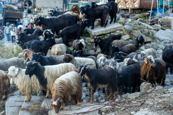 पोखरामा दशैंको लहर : मुस्ताङदेखी च्याङ्ग्रा भित्र्याइँदै