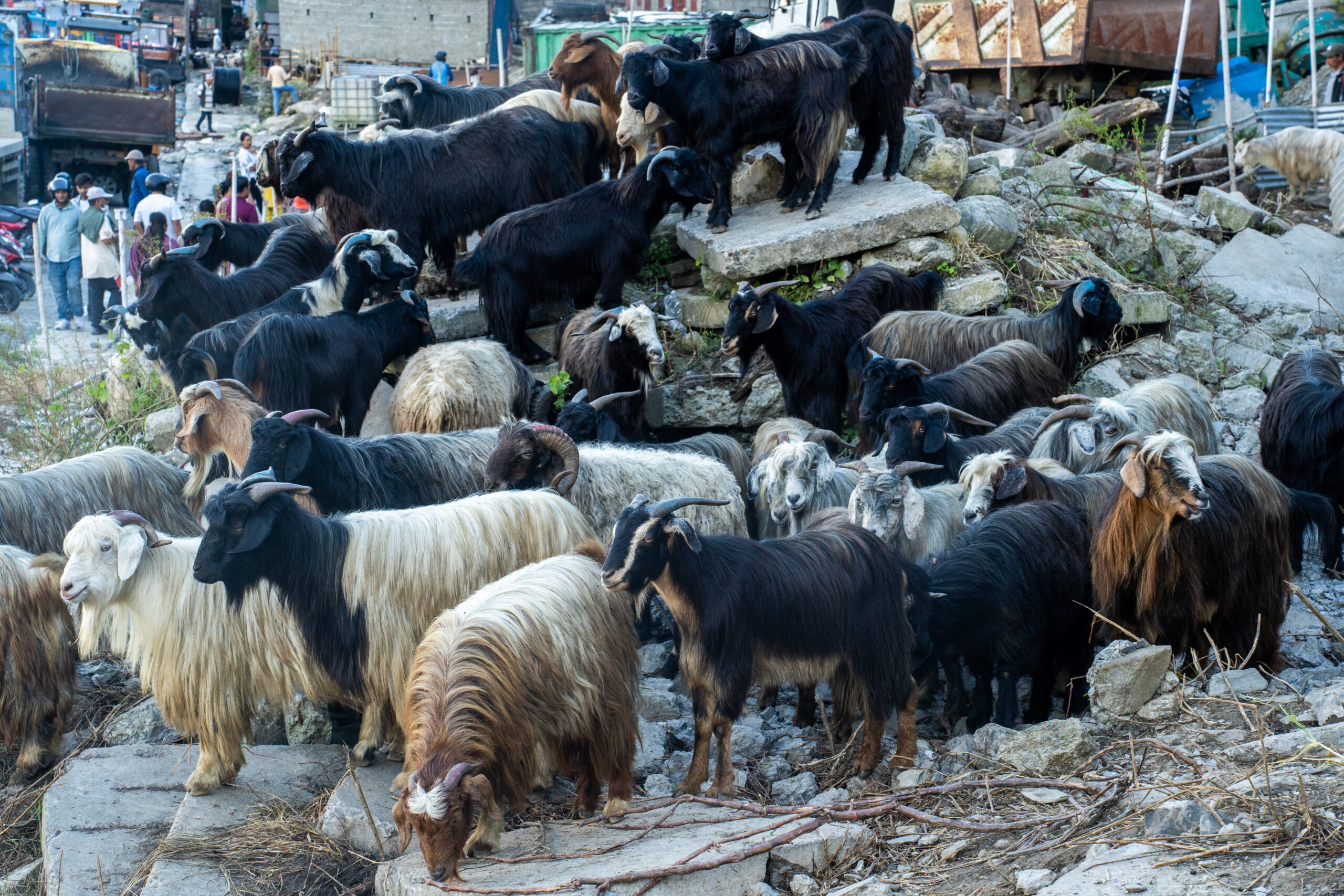 पोखरामा दशैंको लहर : मुस्ताङदेखी च्याङ्ग्रा भित्र्याइँदै