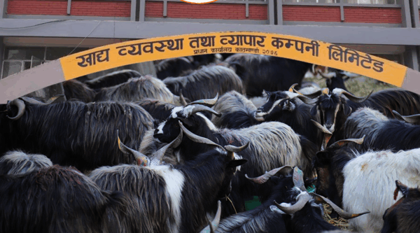 यो दशैँमा खाद्य संस्थानले खसी, बोका र च्याङ्ग्रा नबेच्ने