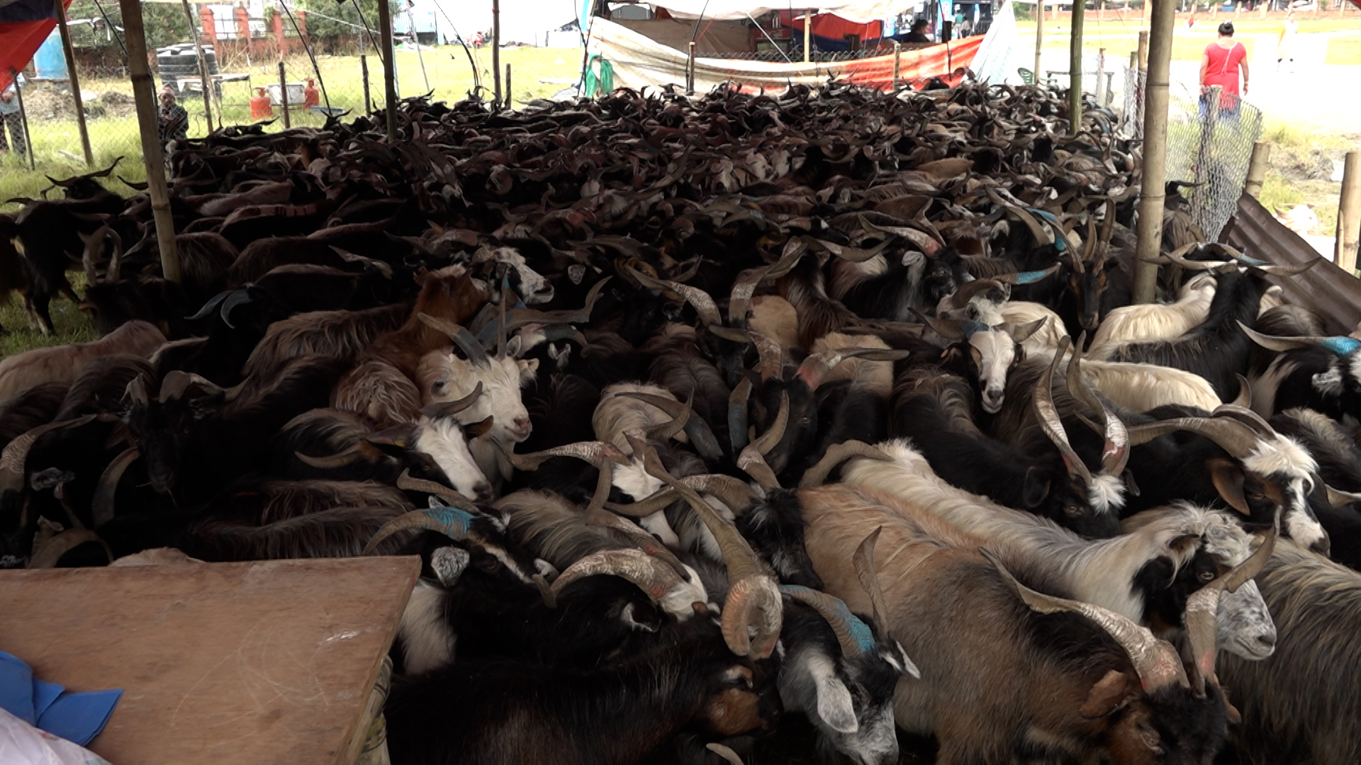 भक्तपुरमा खसी–बोका र च्याङ्ग्राको व्यापार : ग्राहक कम भएपनि व्यापारी उत्साहित