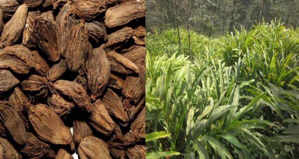 ‘कालो सुन’ सस्तो हुँदै, अलैँचीको मूल्य घट्दा किसान निराश