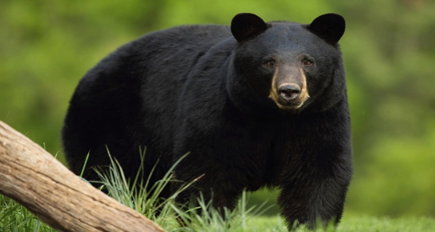 जापानमा भालुको आक्रमणबाट सबैभन्दा धेरै ७ जनाको मृत्यु