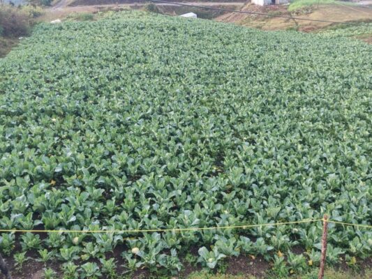 शैलुङका किसानलाई तरकारी बेच्ने चटारो