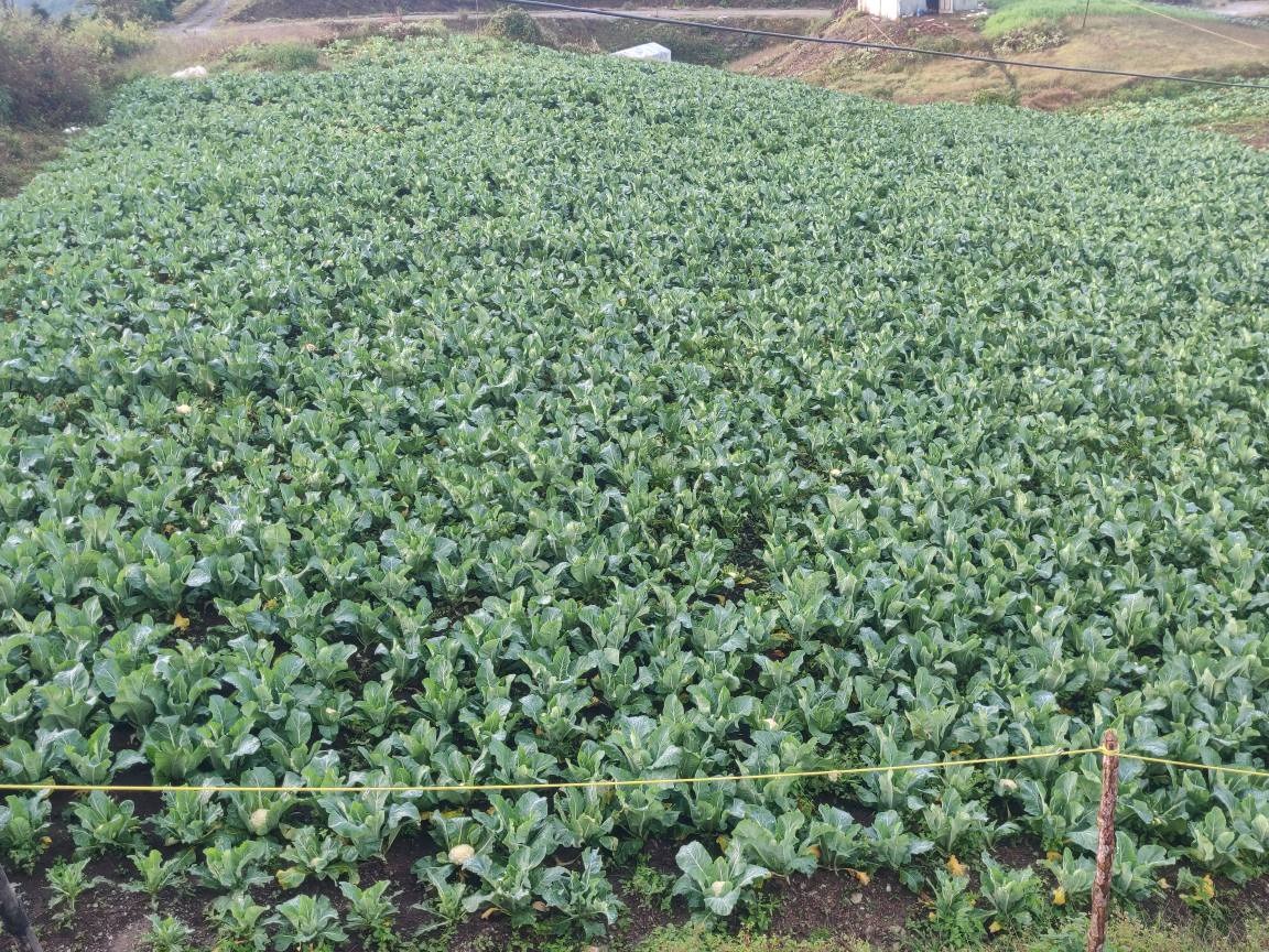 शैलुङका किसानलाई तरकारी बेच्ने चटारो