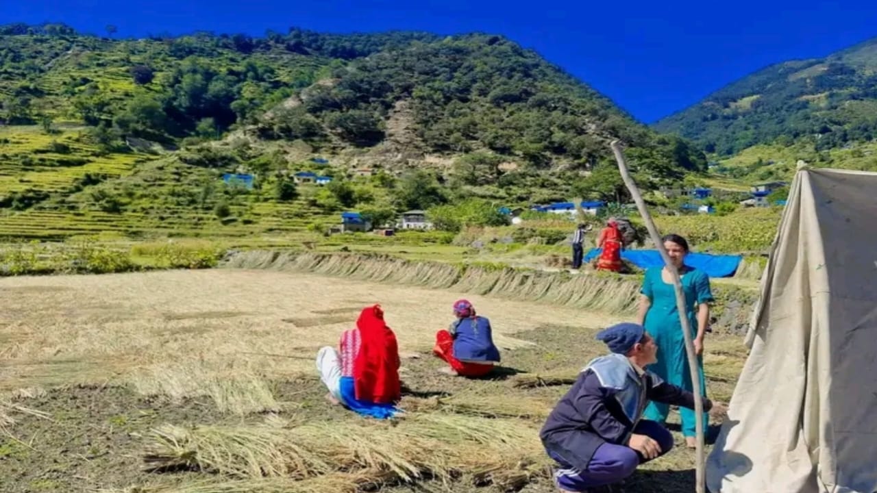 काटेको धानबाली चुट्नमा व्यस्त बाजुराका किसान