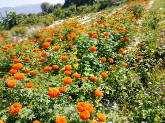 मकवानपुरमा सयपत्री र मखमली फूलको व्यवसाय : तिहारमा विदेशबाट आयात गर्नुनपर्ने