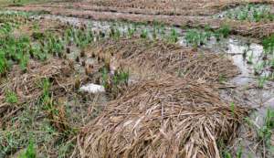 बेमौसमी वर्षाले सर्लाहीको धान बालीमा क्षति