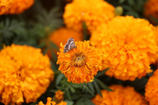 तिहारको उत्सव, फूलको महोत्सव (फोटो फिचर)