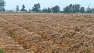 गएराती देखिको वर्षाले खेतको धान भिज्यो, कृषकहरू चिन्तित