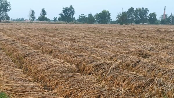 गएराती देखिको वर्षाले खेतको धान भिज्यो, कृषकहरू चिन्तित