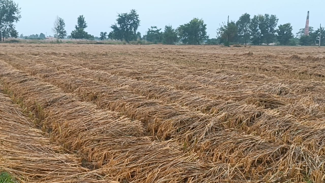 गएराती देखिको वर्षाले खेतको धान भिज्यो, कृषकहरू चिन्तित