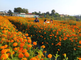 पुष्प व्यवसायः आठ अर्ब ८३ करोड लगानी, ५३ हजारलाई रोजगारी