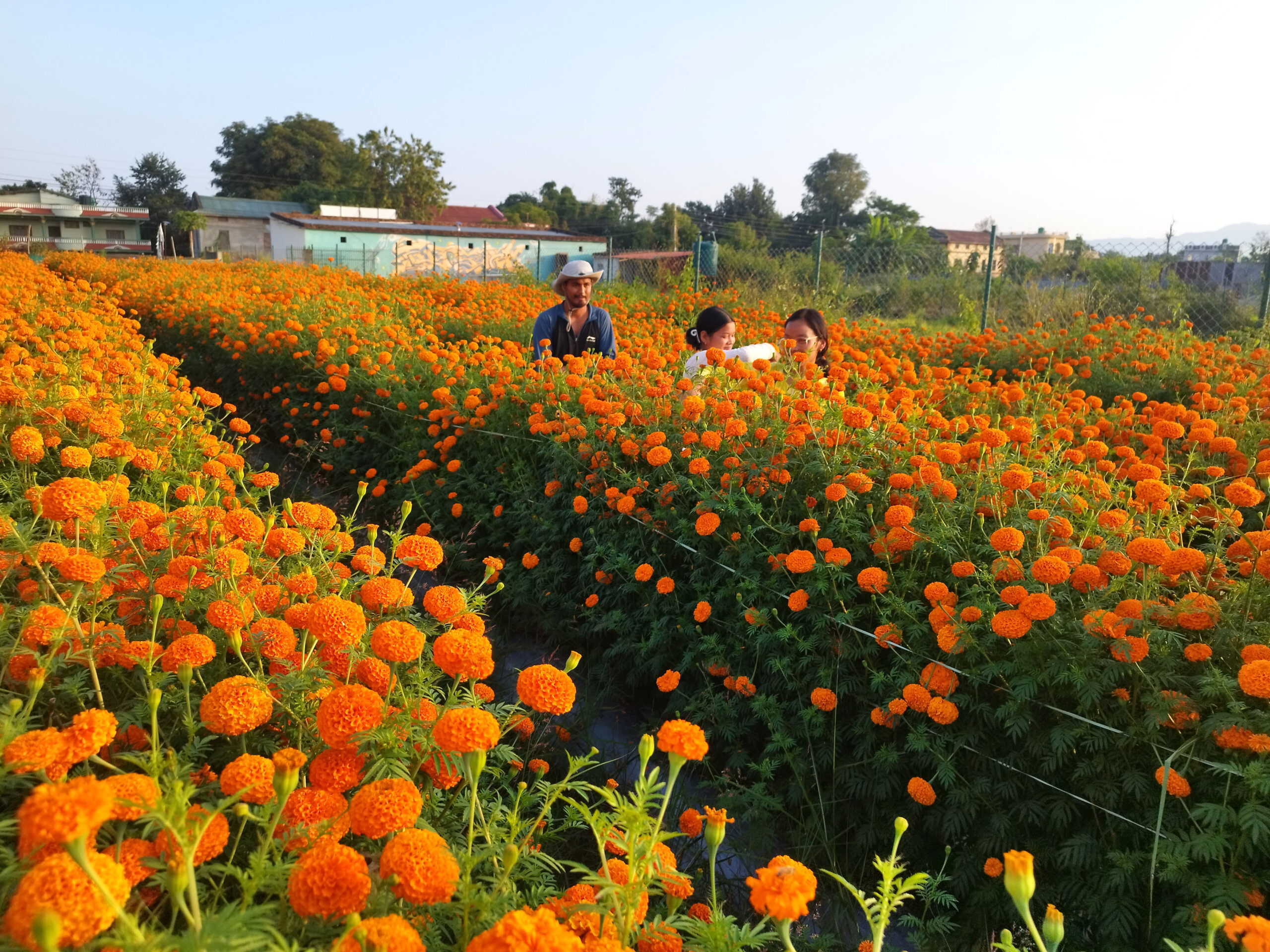 पुष्प व्यवसायः आठ अर्ब ८३ करोड लगानी, ५३ हजारलाई रोजगारी