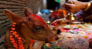 गाई तिहार आज, देवी महालक्ष्मीको प्रतीक गौमाताको पूजा र सम्मान