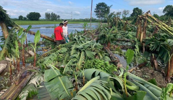 वर्षा र हुण्डरीले केराखेतीमा क्षति, किसान चिन्तित