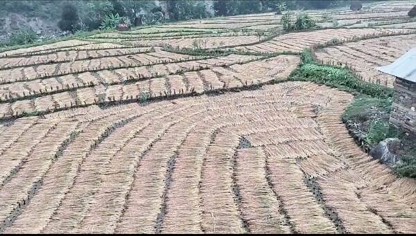 वर्षाका कारण धान उत्पादनमा तीन लाख मेट्रिक टनले कमी आउने