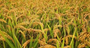 वर्षातले घटायो धान उत्पादन, किसान नोक्सानमा तर अभावको त्रास छैन