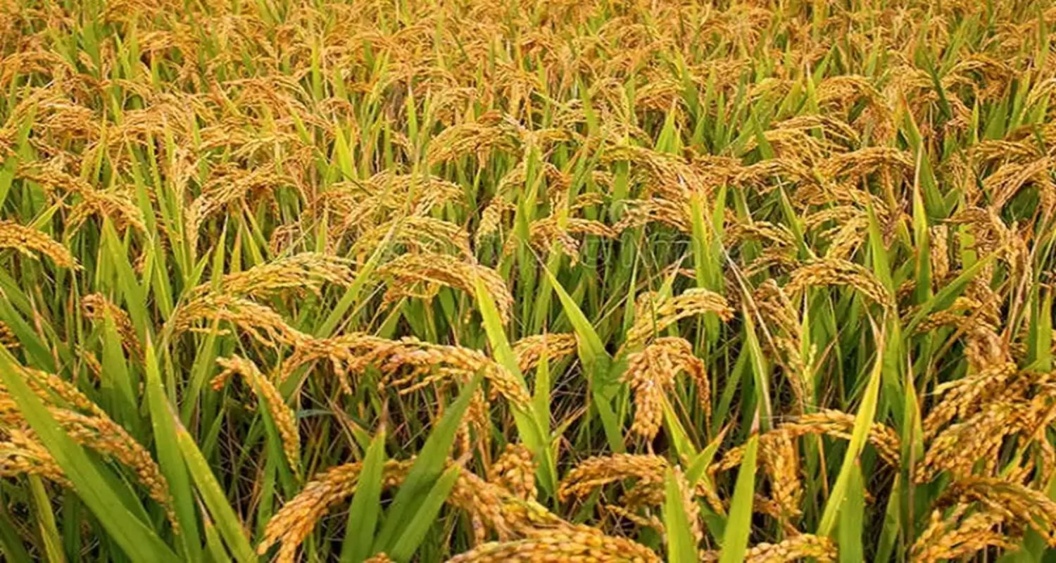 वर्षातले घटायो धान उत्पादन, किसान नोक्सानमा तर अभावको त्रास छैन