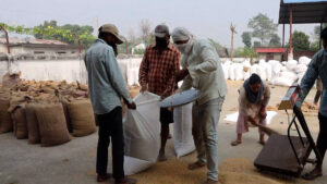 बर्दियामा सहकारीद्वारा समर्थन मूल्यमै धान खरिद, किसानलाई राहत