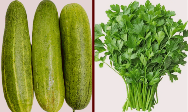 हरियो धनियाँ र काक्रोमा भेटियो अत्याधिक विषादी