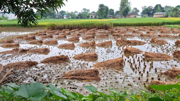 बेमौसमी वर्षाले सिरहामा १० हजार हेक्टर धानबालीमा क्षति