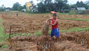 असोज तेस्रो साता परेको वर्षा र बाढीपहिरोले कृषि क्षेत्रमा ३ अर्ब ५५ करोड ८७ लाख रुपैयाँभन्दा बढीको क्षति