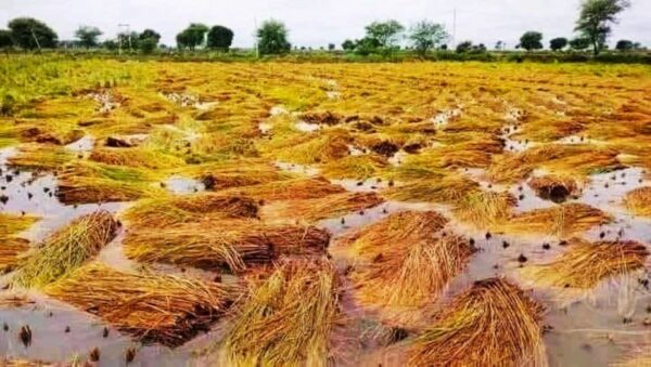 तनहुँमा एक करोड बराबरको धानबालीमा क्षति