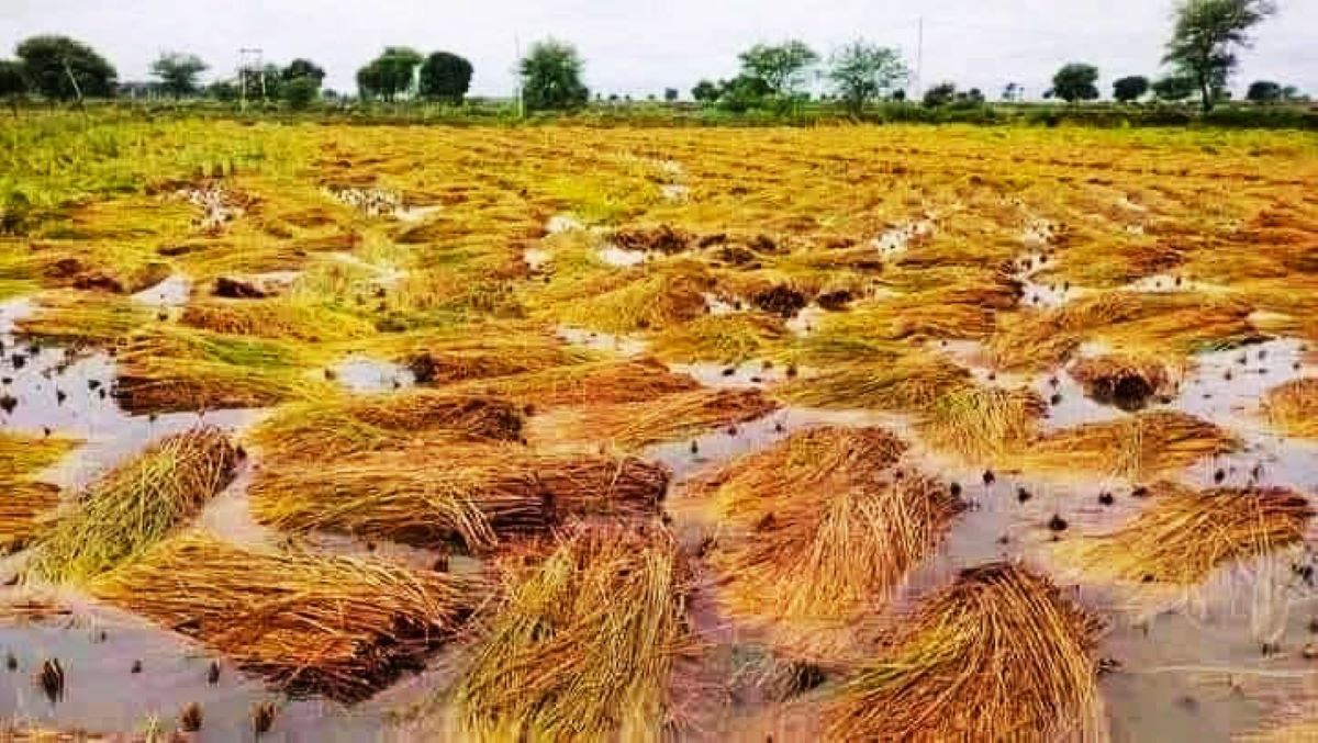 तनहुँमा एक करोड बराबरको धानबालीमा क्षति