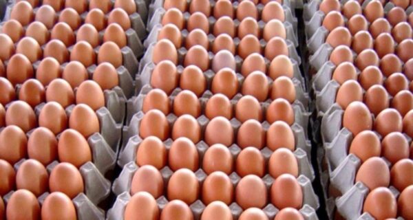 अवैध आयात रोकिएपछि अण्डा बजार स्थिर, किसान राहतमा